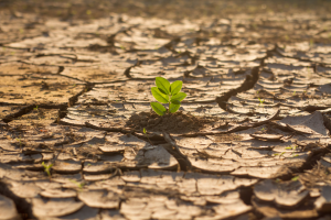 Climate change health bioethics environment plant from dry ground